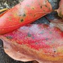 감나무집할머니 이미지