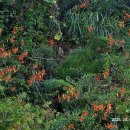 장고도8 이미지