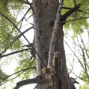 팔라스다람쥐(Callosciurus erythraeus) 이미지