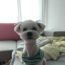 헤어멍펫살롱 이미지