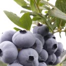 선우농장3 이미지