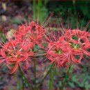 선운사꽃무릇 이미지