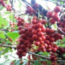 금국농장 이미지