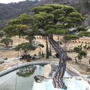 소나무 전경 이미지