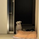 (주)중문티에스엘 | 강뿌뿌의 귀여움 넘치는 일상 (마이펫페어 일산 Part.2 구매 후기)