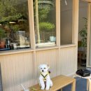 PET.꾸밈 네이버블로그