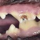 장승준동물치과병원 이미지