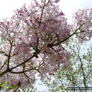 수수꽃다리 이미지