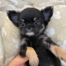 아띠퍼피 이미지