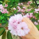 은성사 | 서울 용인 가볼만한곳 잔잔한 감동을 주는 겹벚꽃 명소 은성사 찾아가는 방법 주차안내