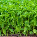 경북농약사 이미지