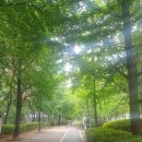 이마트 계양점 | 장맛비 멈춘 점심시간 이마트 계양점 인근 가로수 길 산책 후기