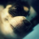 보동이네 이미지