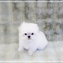 달링하이울산 이미지