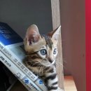 하트동물메디컬센터 이미지