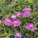 해인카페 이미지