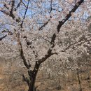 의령 거장산 오토캠핑장 | 네번째 캠핑 _ 의령 거장산 오토캠핑장(지인초대가능)