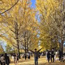 황금나무 이미지