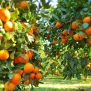 삼남매농장 이미지