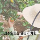 제주 귤따기 체험 협재 과수원피스 카페