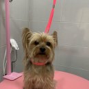 토브네 펫살롱 이미지