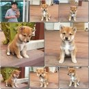 원종한일 이미지