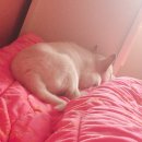 댕이샤워 이미지