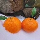 튼튼농장 | 제주감귤 농장 직거래 가능한 곳, 선물용으로 딱 좋은 귤세상 레드향 후기