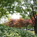 서울숲 무지개터널 앞 이미지