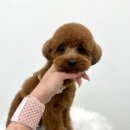 숭구리댕댕 이미지