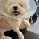 로이동물병원 | 인천 소래 동물 병원 슬개골 탈구 수술 입원 후기