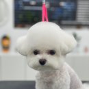 로에펫 이미지