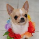 꽃보다 강쥐 이미지