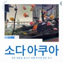 소다아쿠아 | 원주 태장동 소다 아쿠아 아기랑 방문 후기 | 물고기 카페 + 좌식 자리