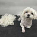 Re Pet 애견샵 이미지