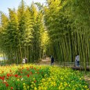 태화십리대숲먹거리단지 | "도심 속 초록빛 바다?" 4월 울산 태화강 국가정원 십리대숲 &amp; 피크닉 가이드 🎋🌊