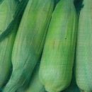 용흥농장 이미지