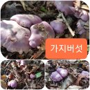 야생 헛개열매/ 혼합버섯 판매/ 이미지