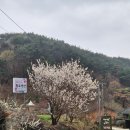 매화골향기 이미지