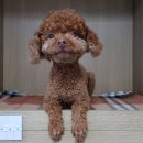 엄미길 이미지
