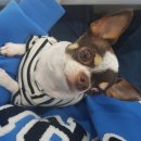 조양래동물병원 | 부산 강아지 슬개골탈구 수술 치와와 3기4기 조양래 동물병원 솔직후기