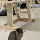 고양이 행복구역 이미지