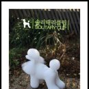 해맑은 애견미용 네이버블로그