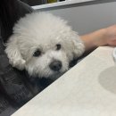 쁘니＆비키 네이버블로그