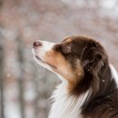 아가펫 | 전주 유기견보호센터 방문 후기, 따뜻한 이야기