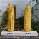 4-4 GMO 옥수수 이미지