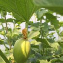 이병수농장 이미지