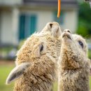 동산농장(2) 이미지