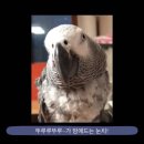 🐦노력형 앵무새 김루이가 아빠 상어 노래를 부르기까지..🐦 이미지