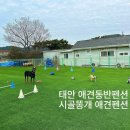 똥개애견 | 대형견 가능 태안 애견운동장 수영장펜션 오션뷰 시골똥개 애견펜션 후기